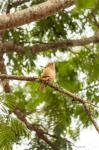 Kelvyn Willian - Pássaro no Parque Estadual de Vila Velha 